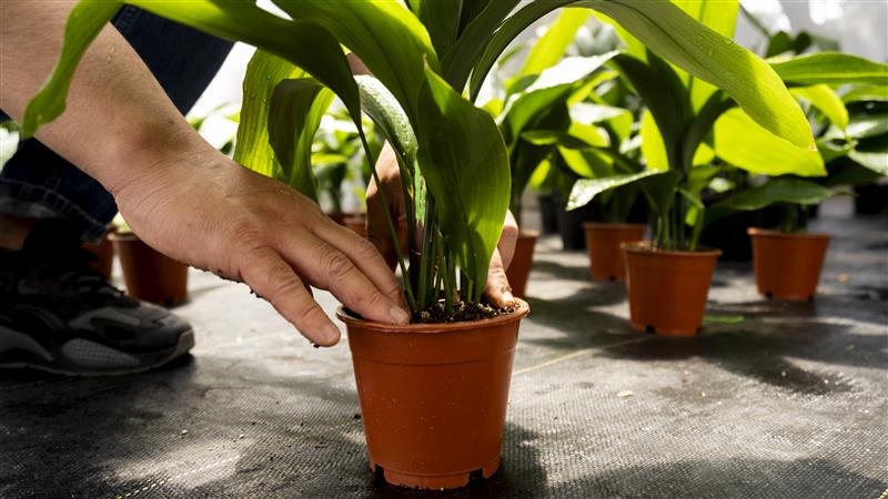 Pot Plants