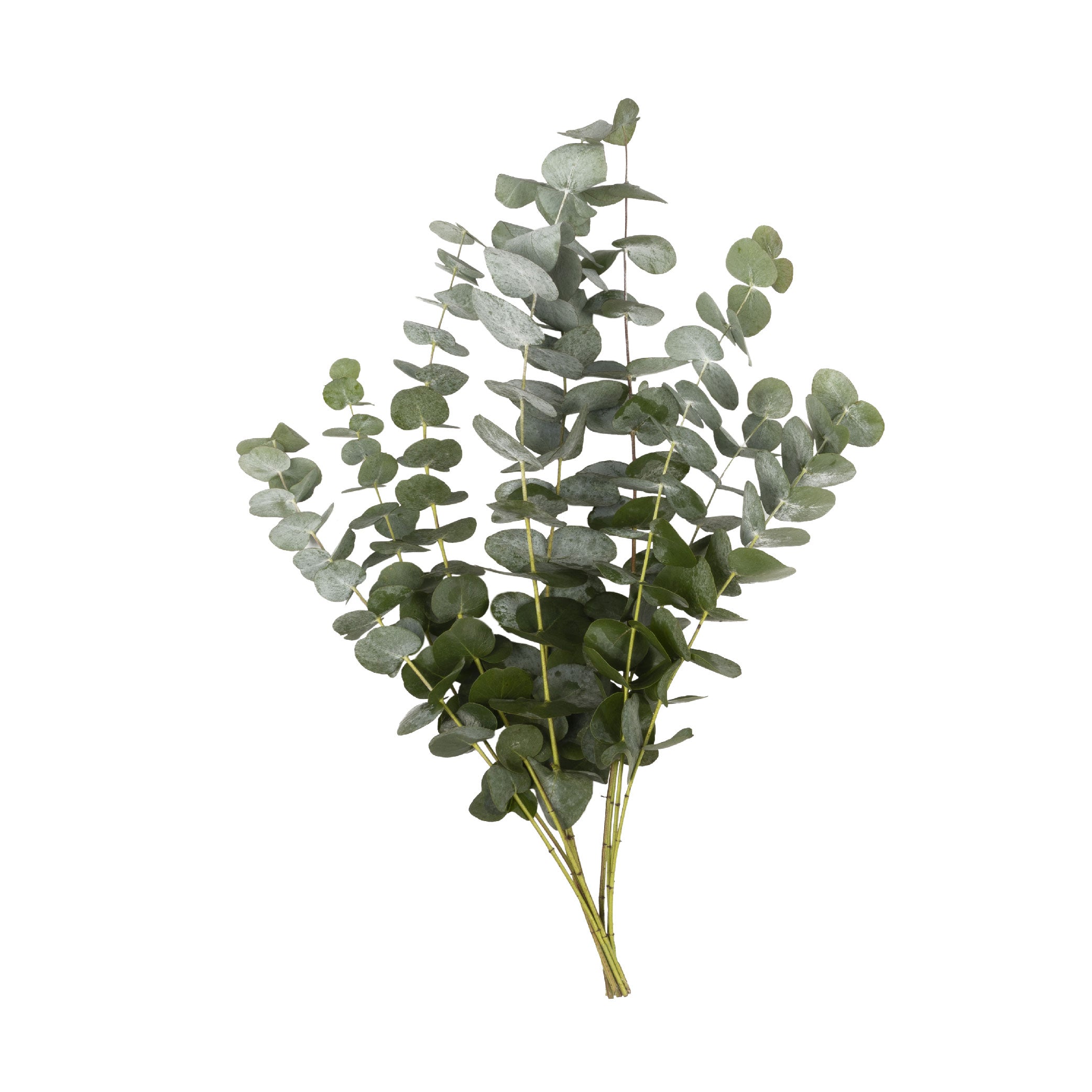 Eucalipto Cinerea True Blue