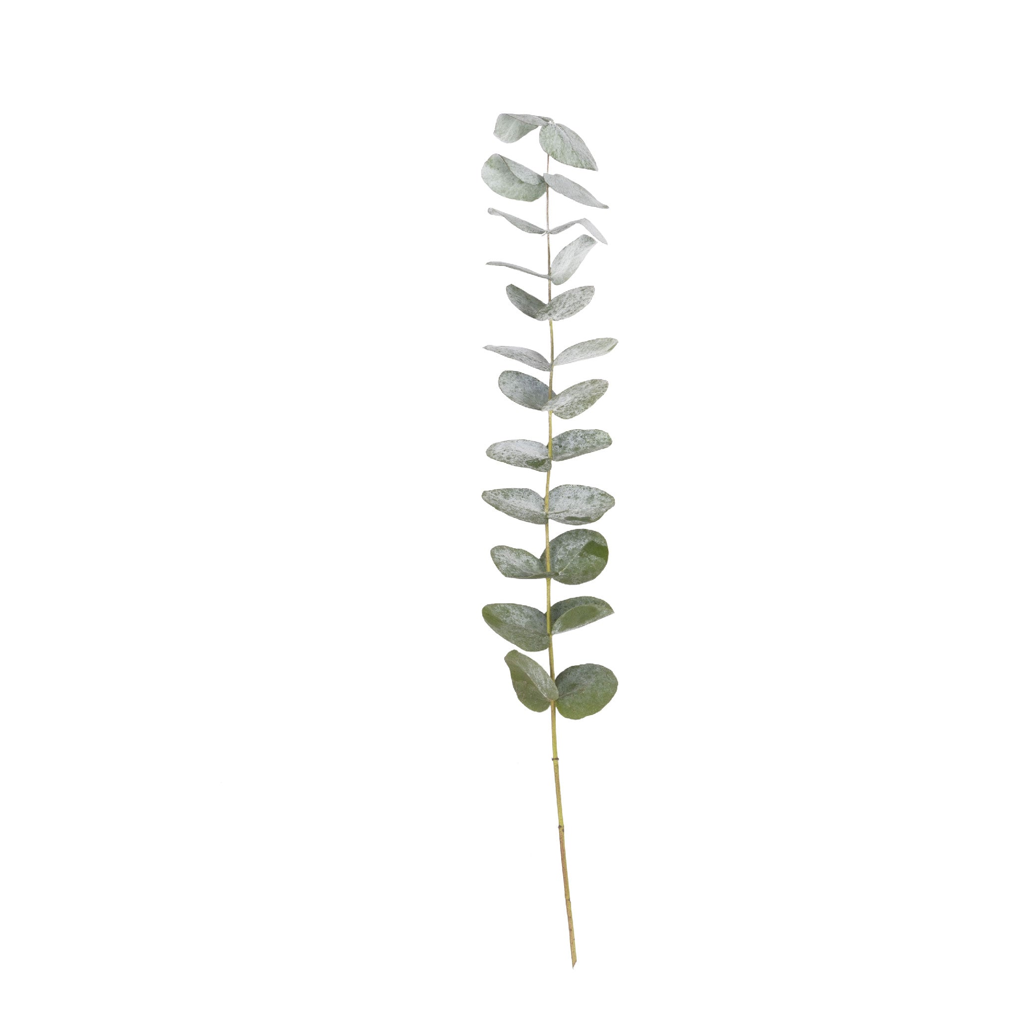 Eucalipto Cinerea True Blue