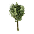 Cargar la imagen en la vista de la galería, Pittosporum Variegado