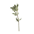 Cargar la imagen en la vista de la galería, Pittosporum Variegado