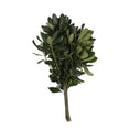 Cargar la imagen en la vista de la galería, Pittosporum Verde