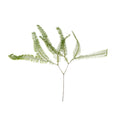 Cargar la imagen en la vista de la galería, Umbrella Fern