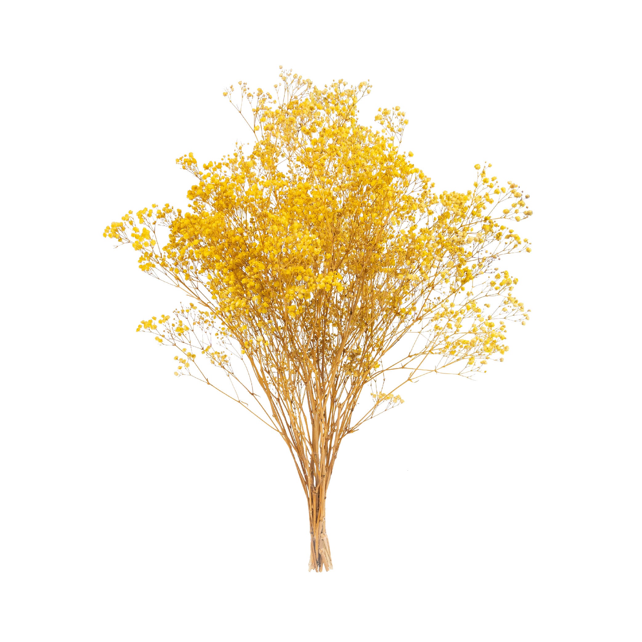 Gypsophila Preservada