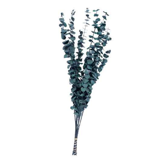 Eucalipto Baby Blue Preservado