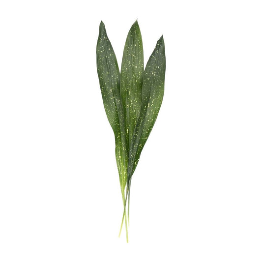 Aspidistra Milky Way