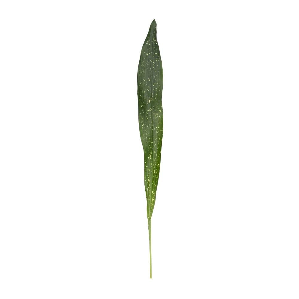 Aspidistra Milky Way