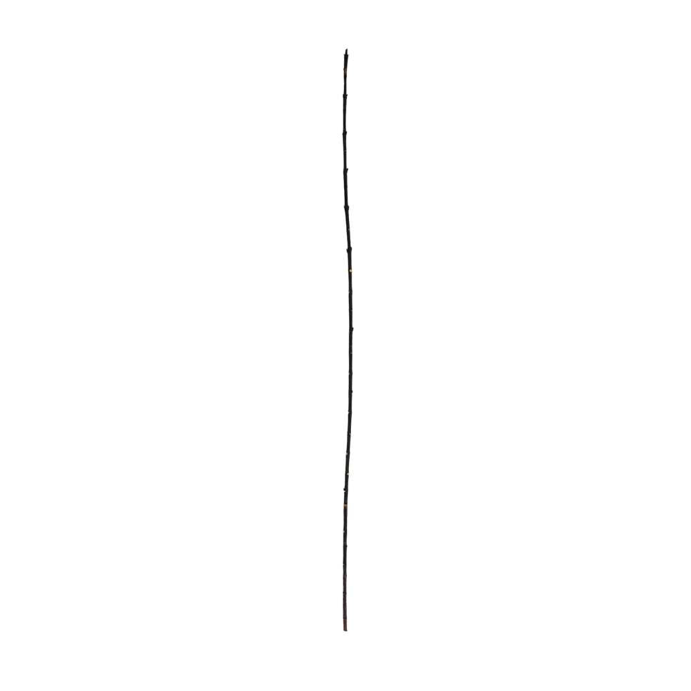 Euonymus Stick