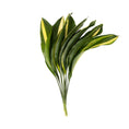 Cargar la imagen en la vista de la galería, Aspidistra Variegada