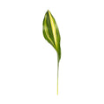 Cargar la imagen en la vista de la galería, Aspidistra Variegada