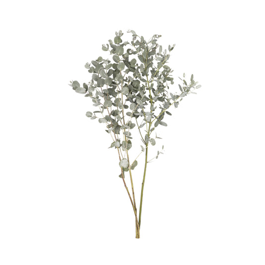 Eucalipto Gunnii