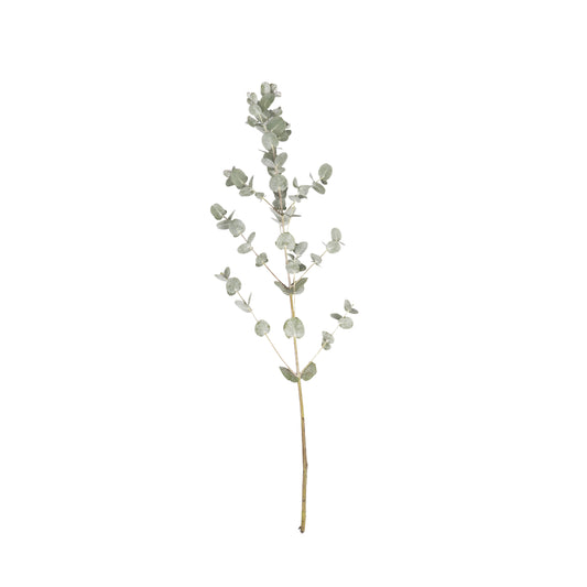 Eucalipto Gunnii