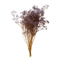Cargar la imagen en la vista de la galería, Gypsophila Preservada