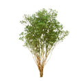 Cargar la imagen en la vista de la galería, Gypsophila Preservada