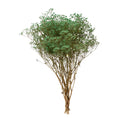 Cargar la imagen en la vista de la galería, Gypsophila Preservada