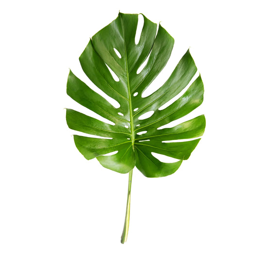 Monstera