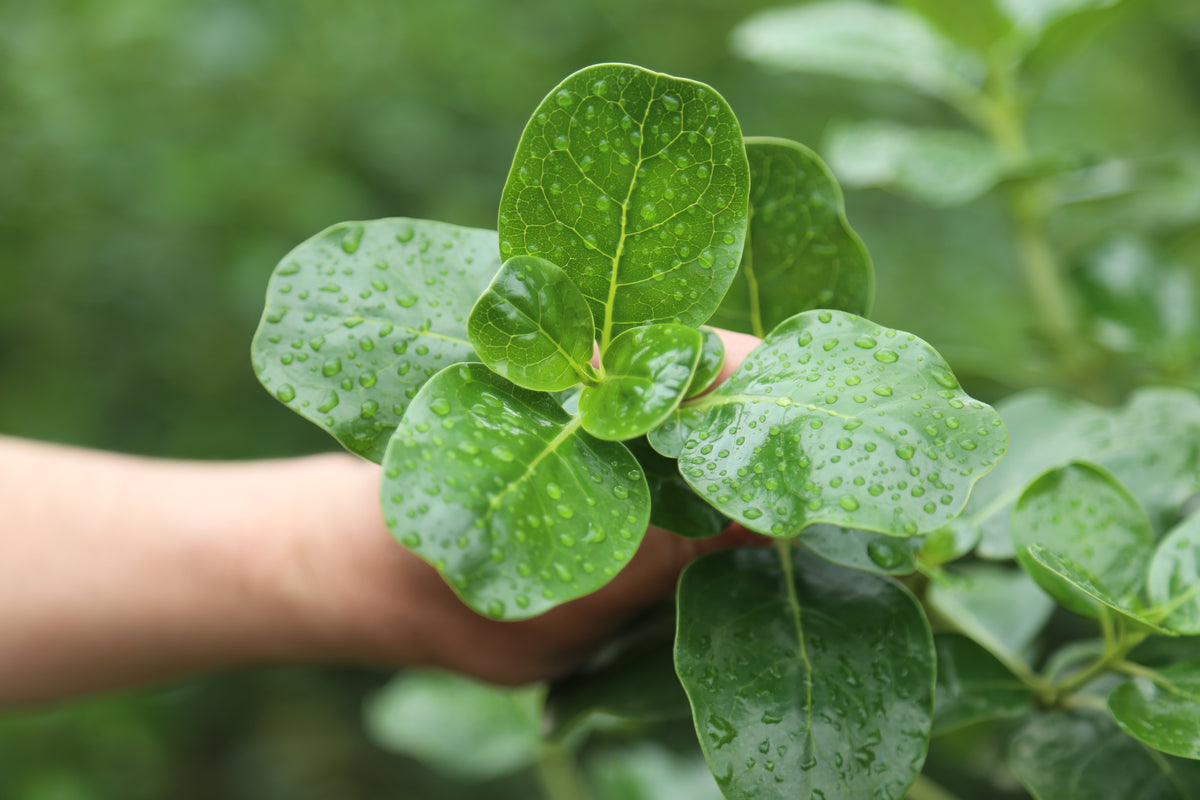 Sustainability Strategy