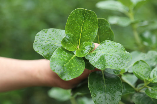 Sustainability Strategy