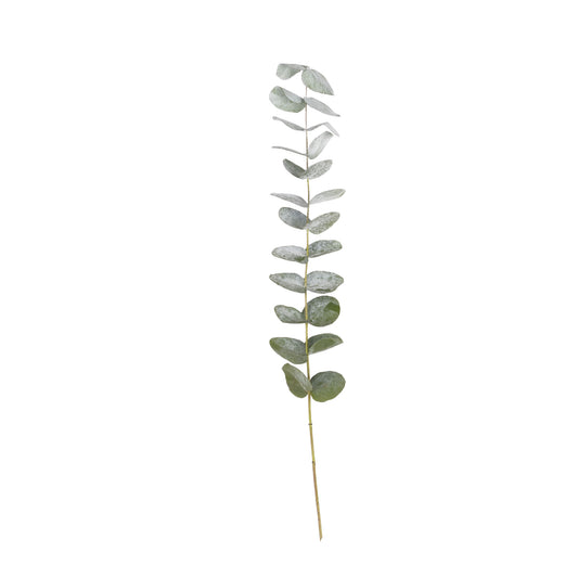Eucalipto Cinerea True Blue