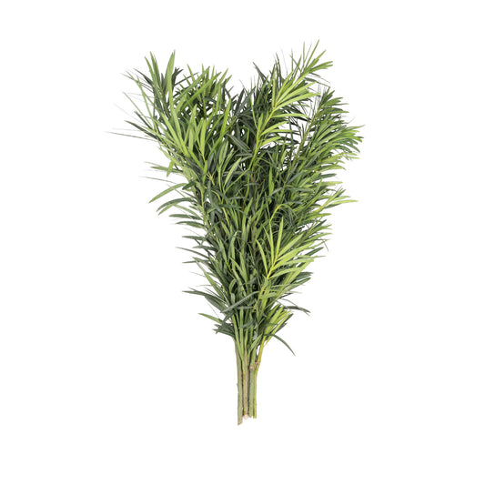 Podocarpus