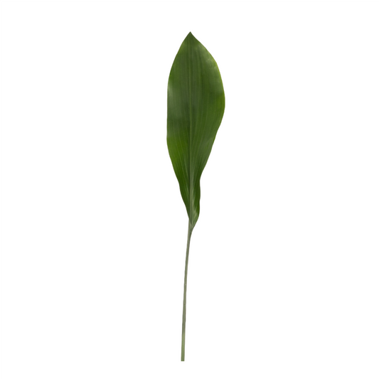 Aspidistra