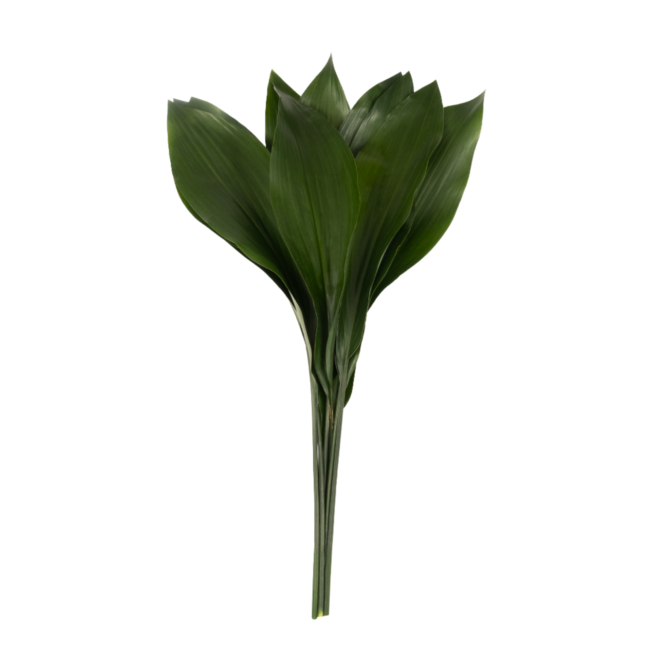 Aspidistra