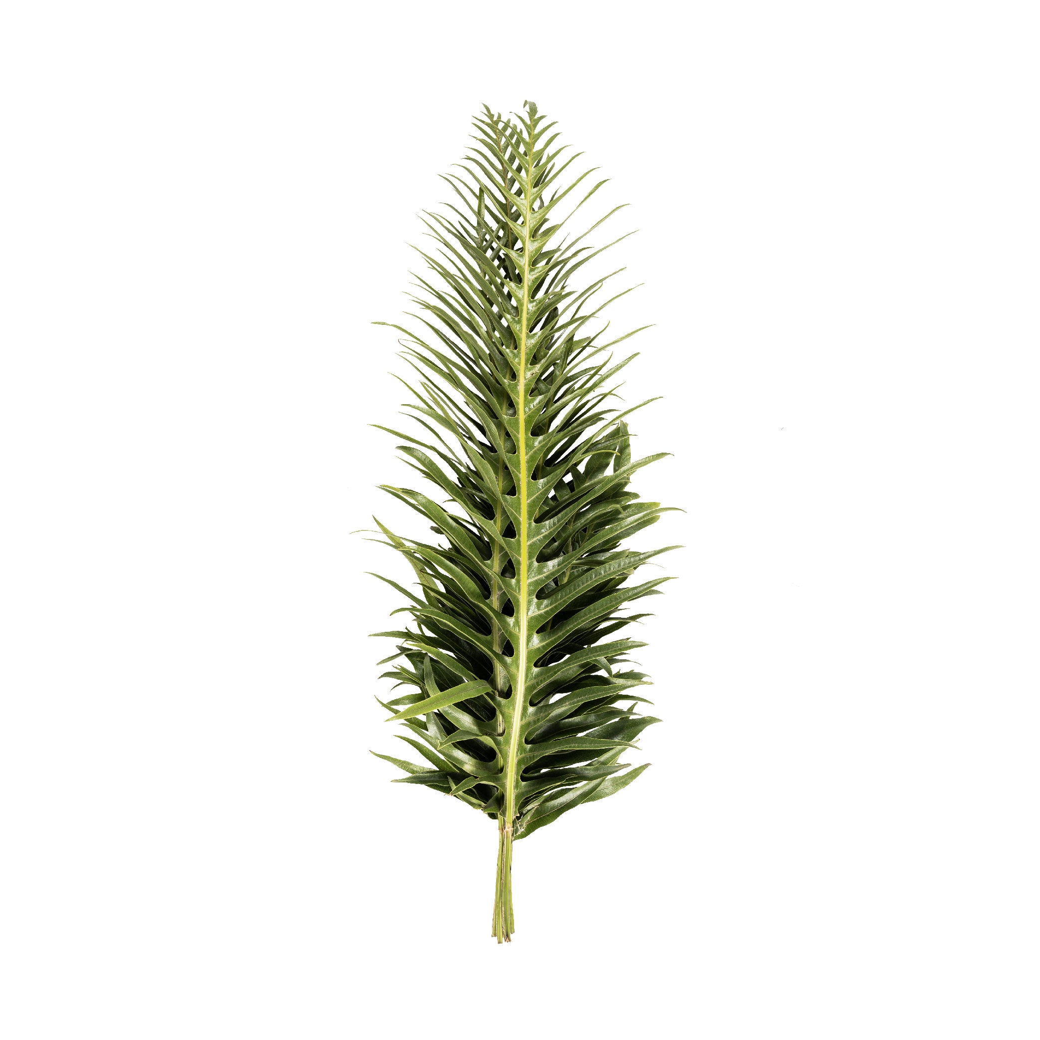 Spike Leaf