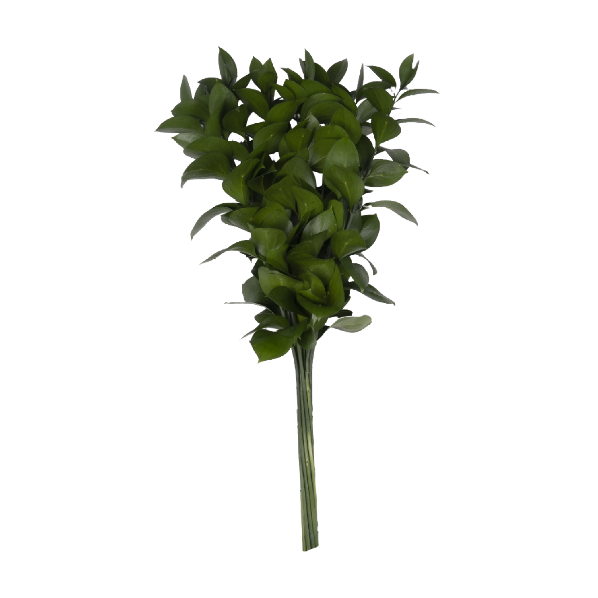 Ruscus