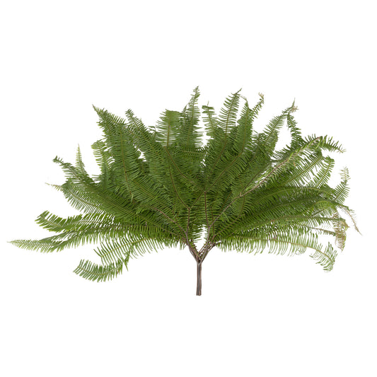 Umbrella Fern