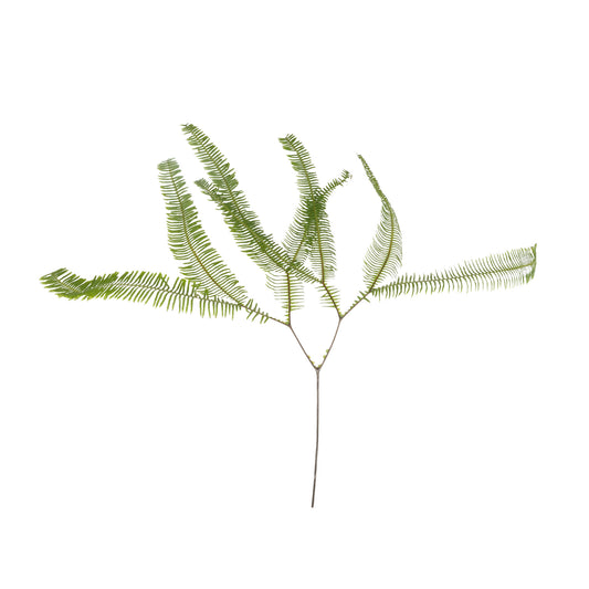 Umbrella Fern