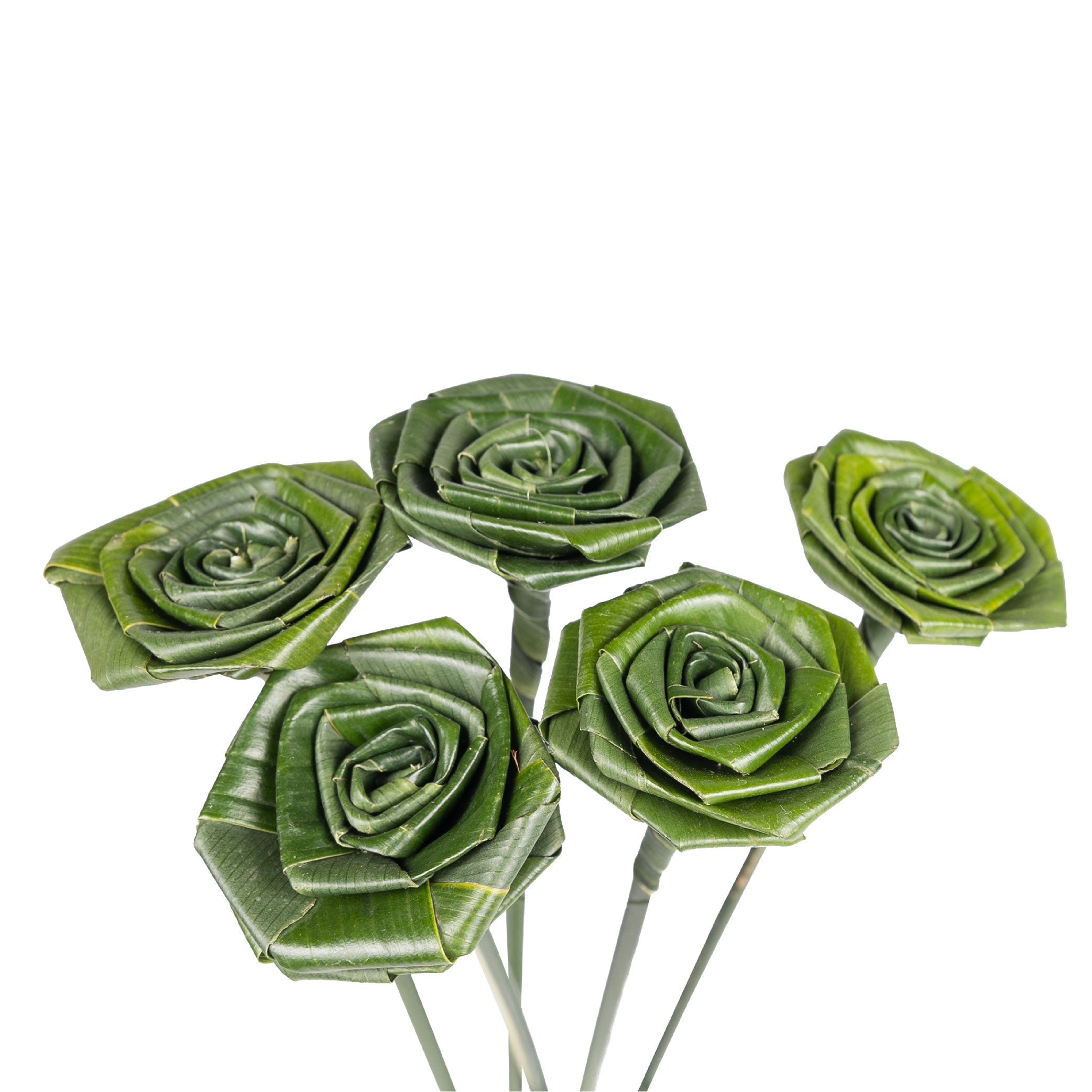 Aspidistra Roses