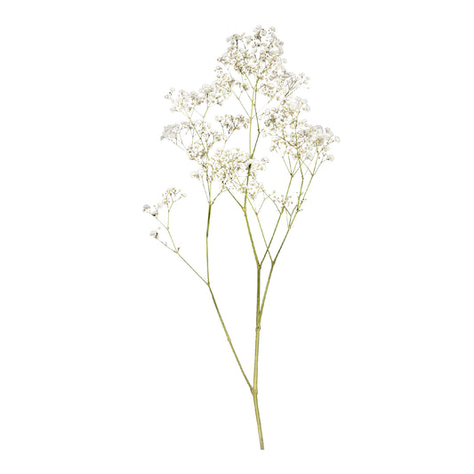 Gypsophila