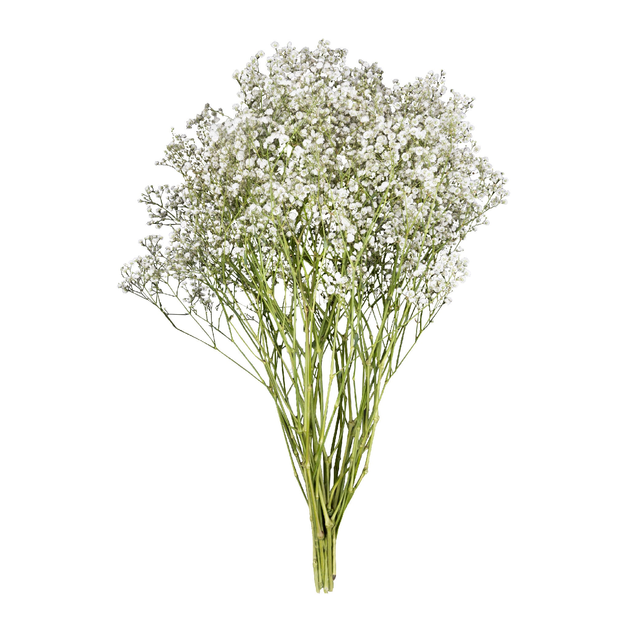 Gypsophila