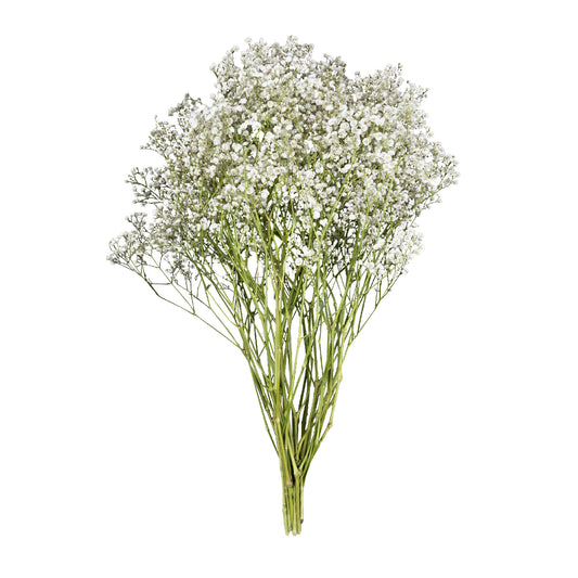 Gypsophila