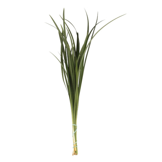 Lily Grass