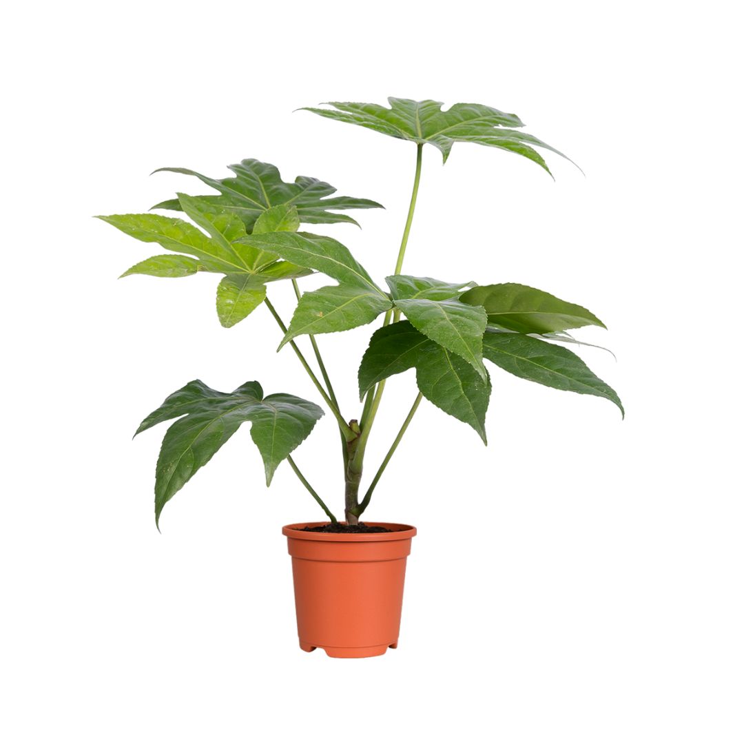 Aralia