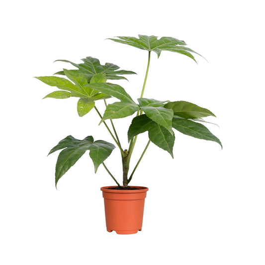 Aralia