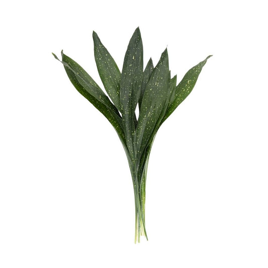 Aspidistra Milky Way