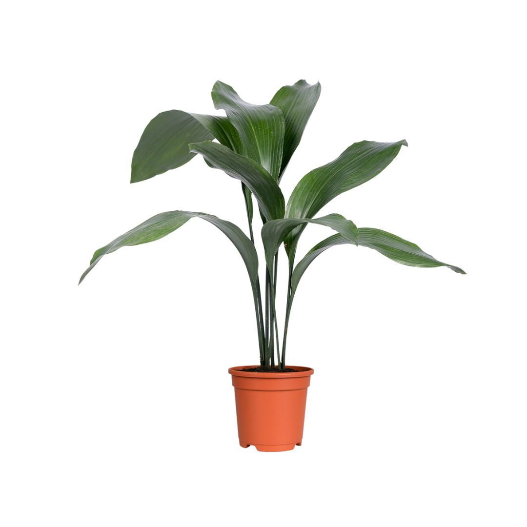 Aspidistra