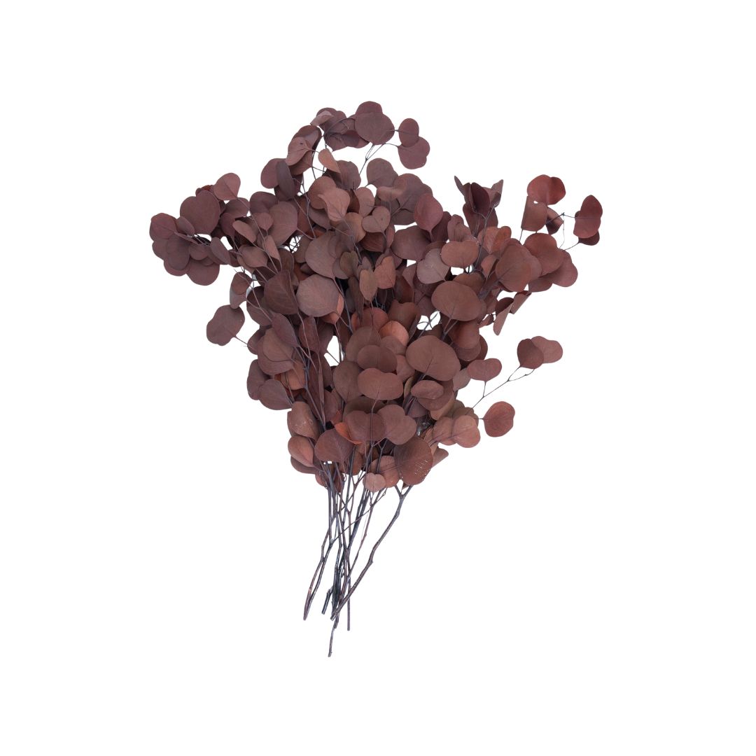 Eucalipto Silver Dollar Preservado