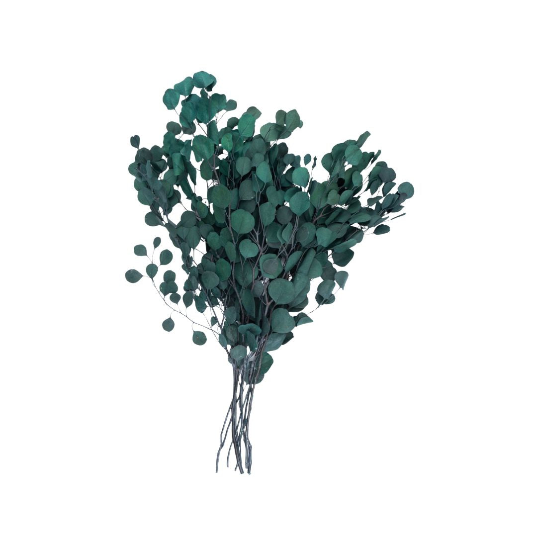 Eucalipto Silver Dollar Preservado