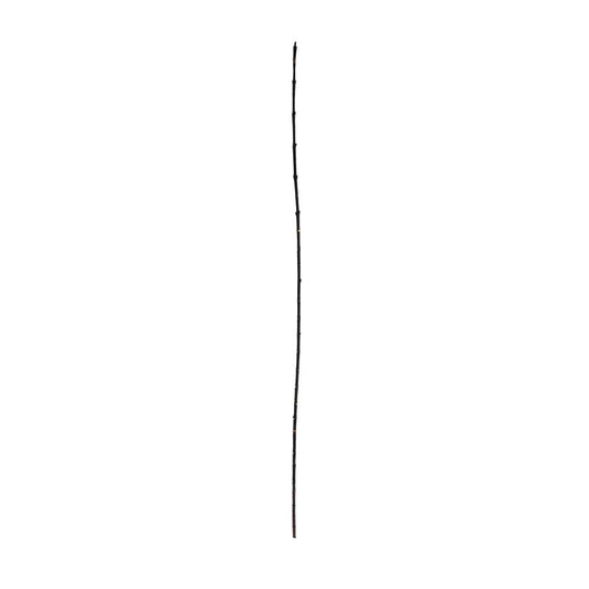 Euonymus Stick