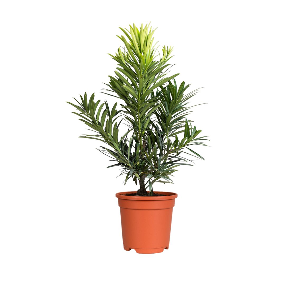 Podocarpus