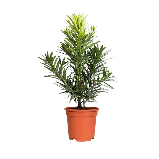 Podocarpus