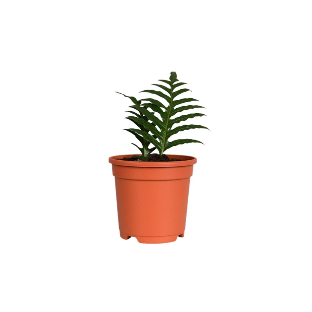 Spike Leaf