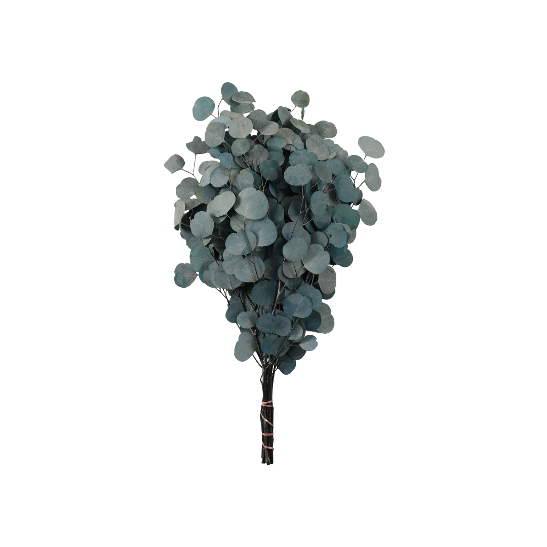 Eucalipto Silver Dollar Preservado