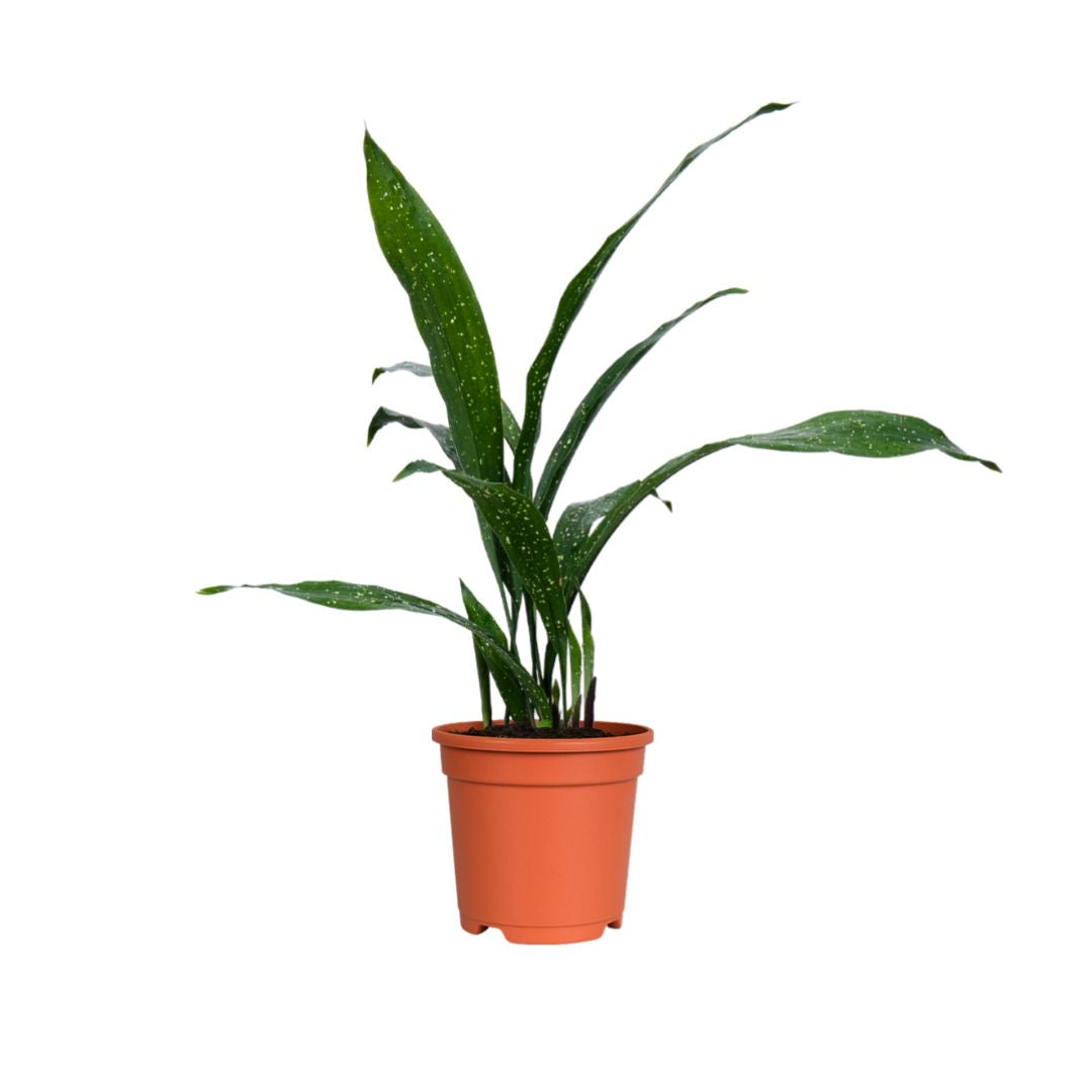 Aspidistra Milky Way
