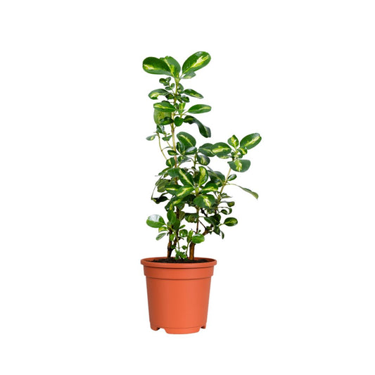 Coprosma Variegada