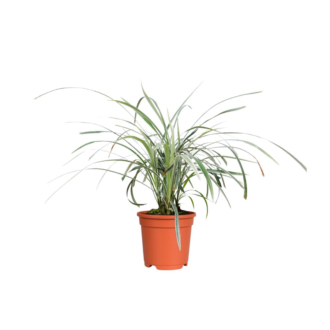 Lily Grass Variegada