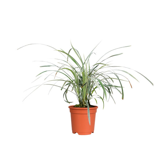 Lily Grass Variegada